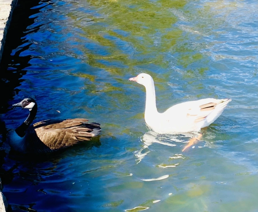 IMG_8259.jpg?type=w966