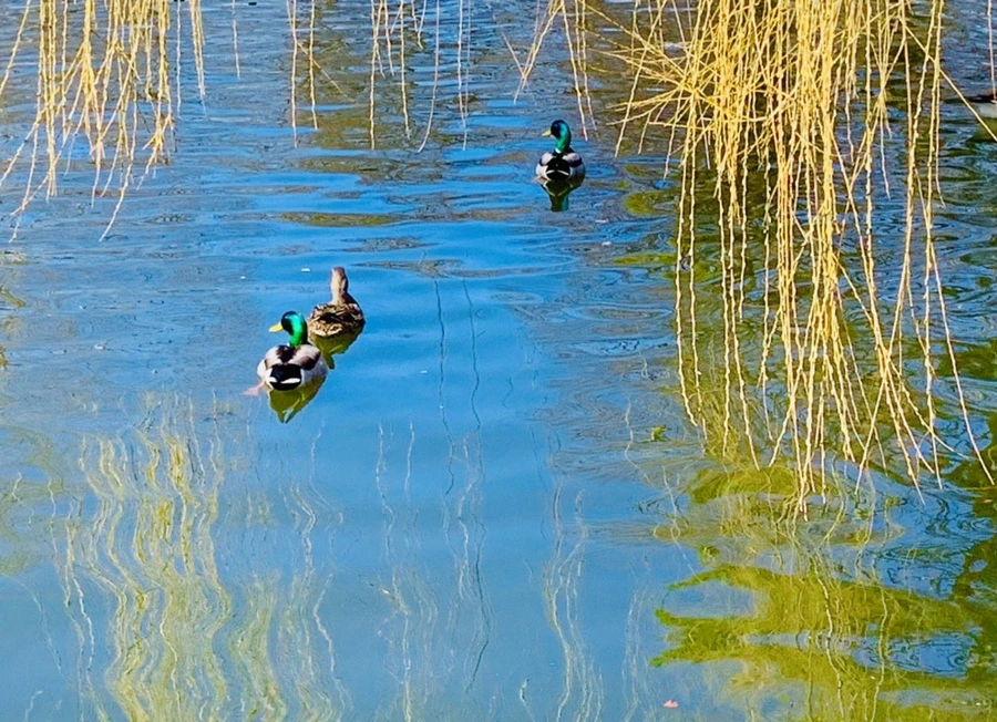 IMG_0587.jpg?type=w966