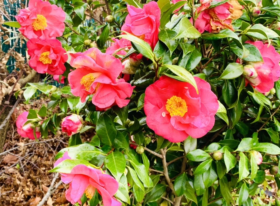 IMG_6267.jpg?type=w966