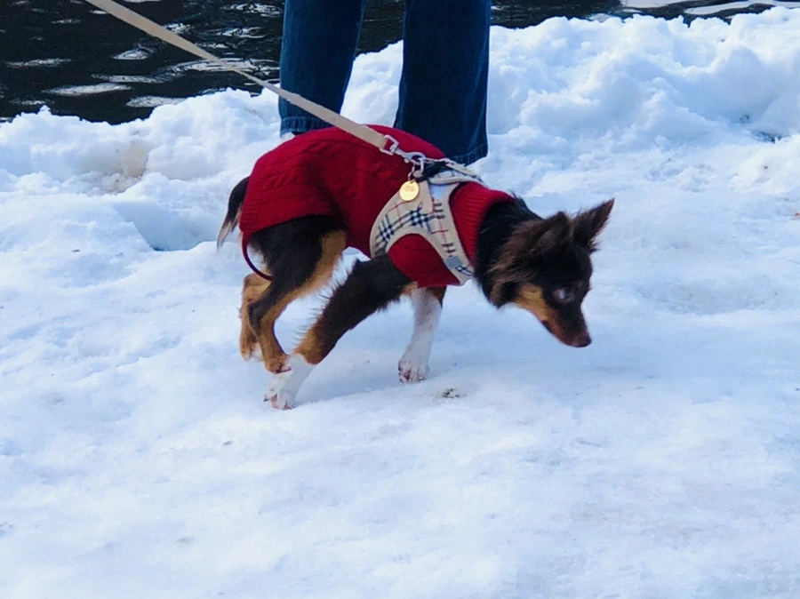 IMG_0887.jpg?type=w966