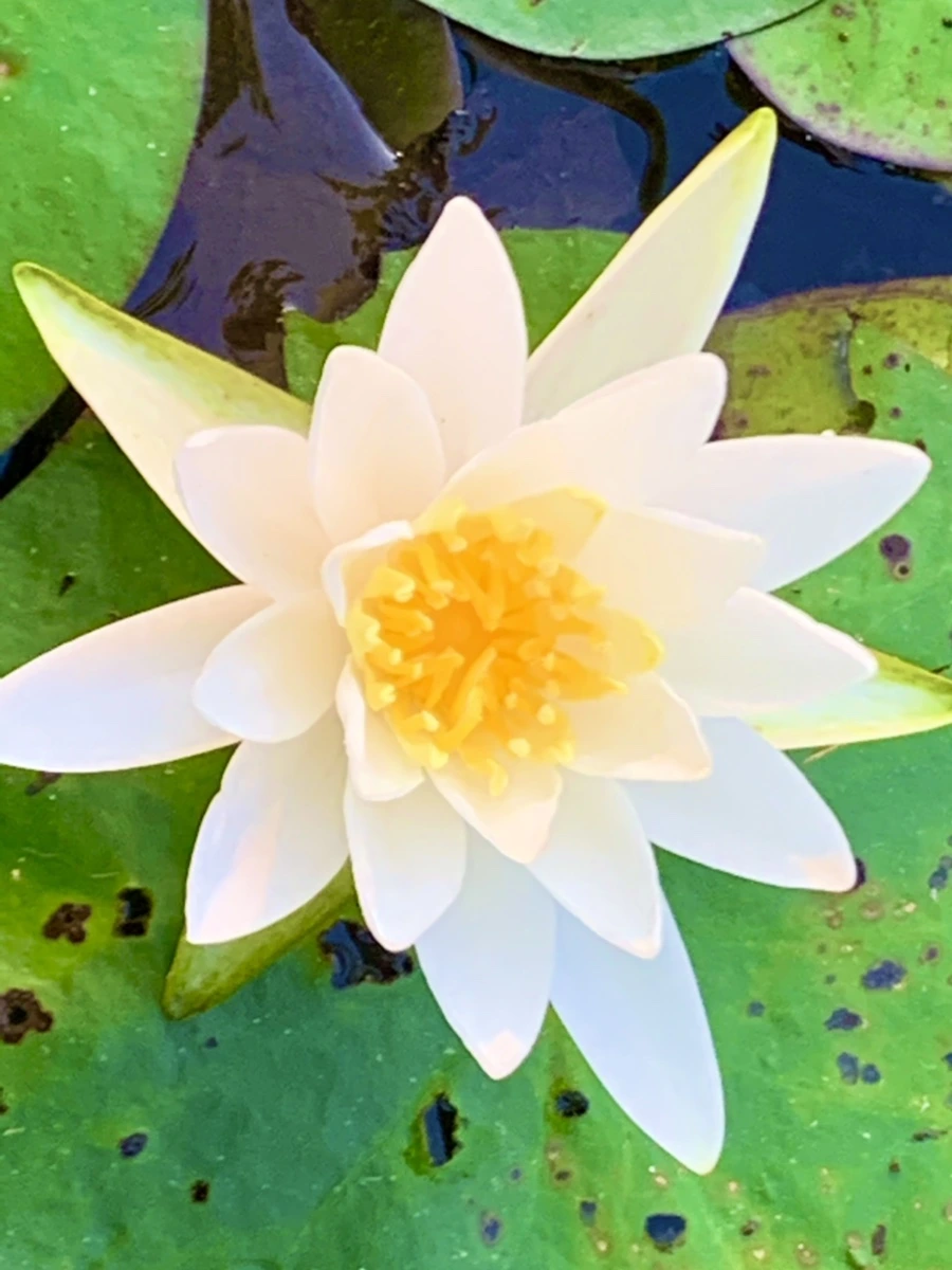 IMG_1042.jpg?type=w966