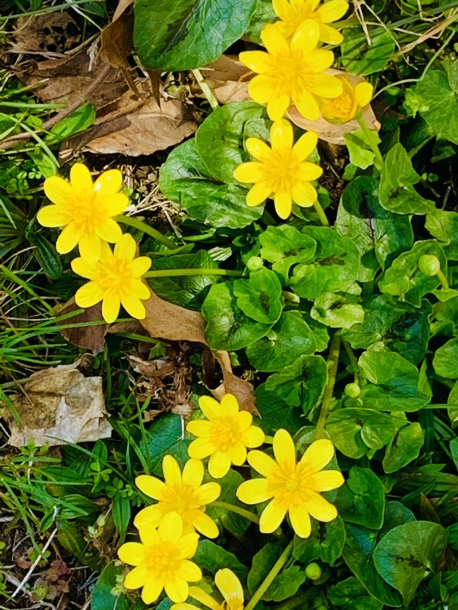 IMG_4519.jpg?type=w966