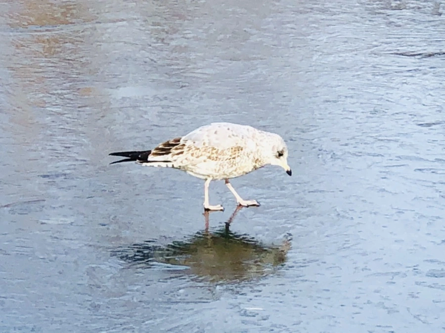 IMG_8478.jpg?type=w966