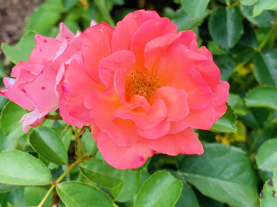 IMG_5076.jpg?type=w966