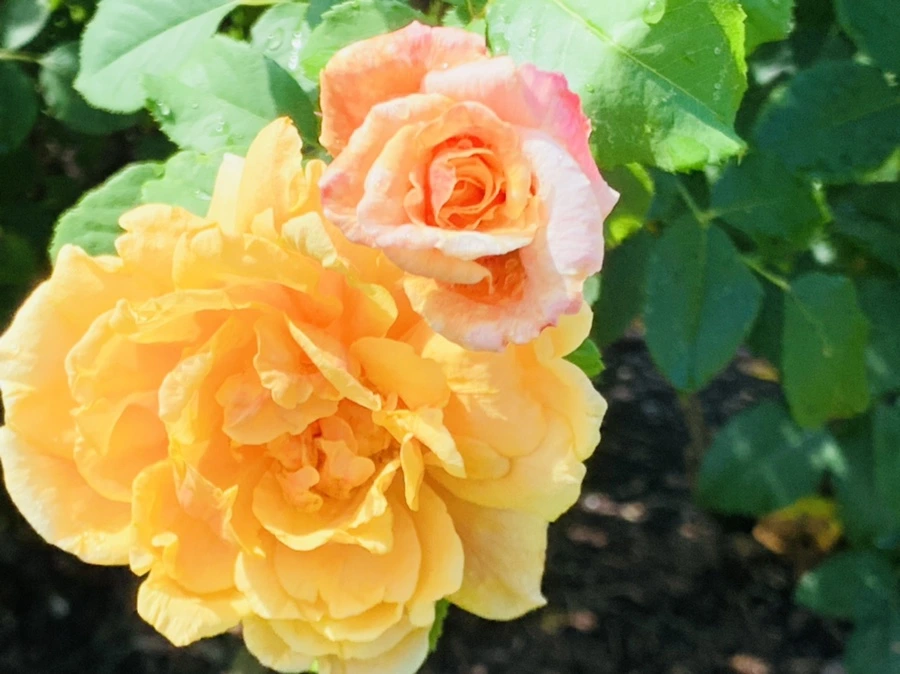 IMG_8406.jpg?type=w966