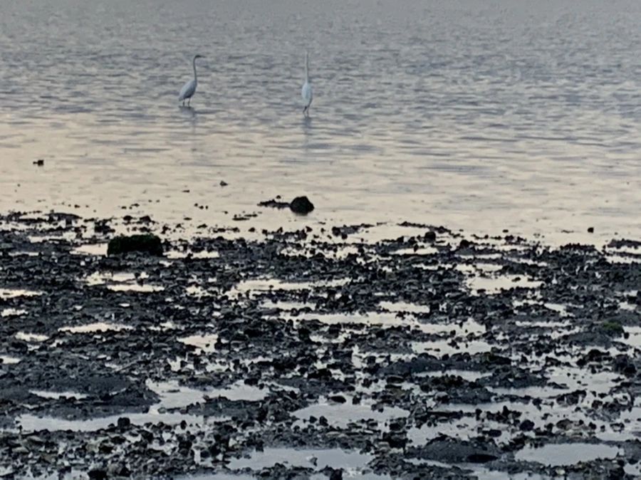 IMG_8153.jpg?type=w966