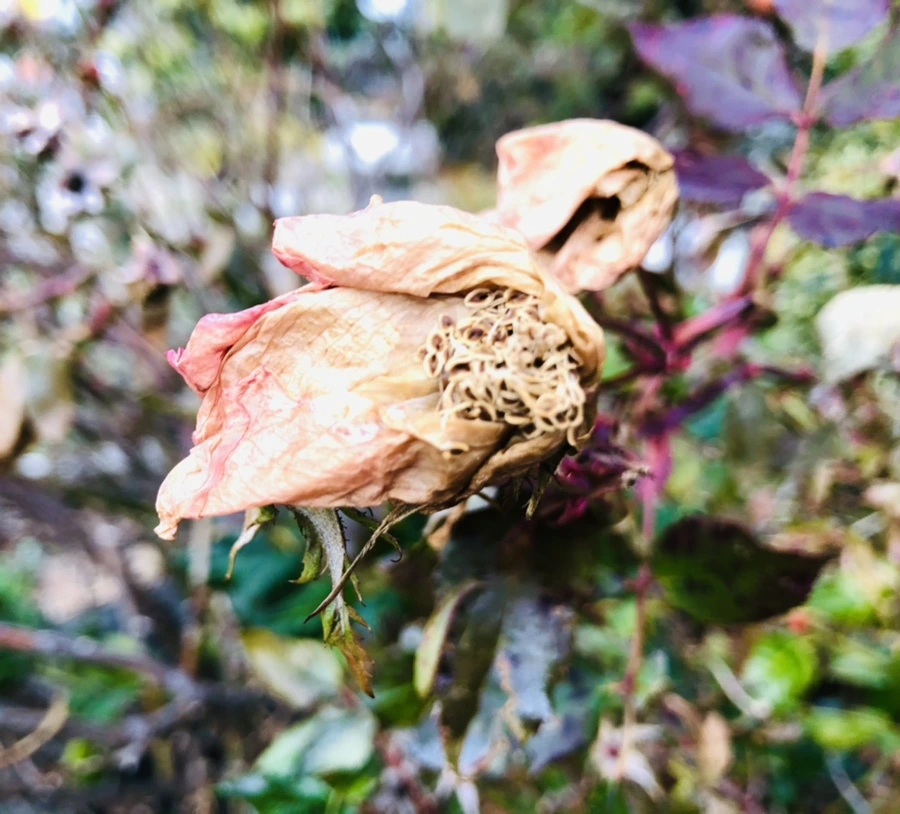 IMG_8776.jpg?type=w966