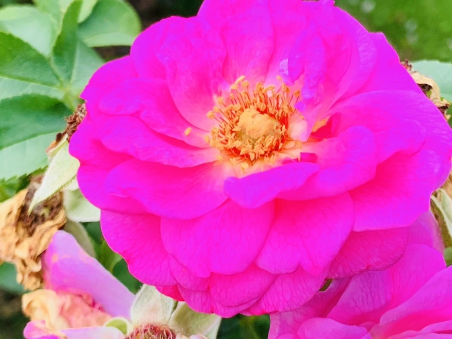 IMG_5015.jpg?type=w966