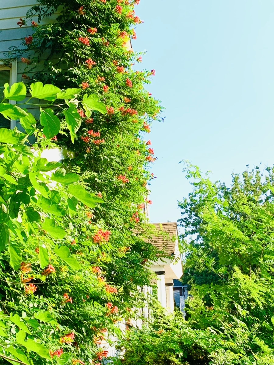 IMG_8250.jpg?type=w966