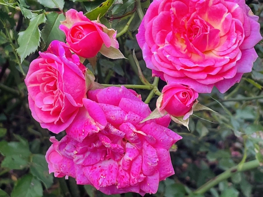 IMG_0161.jpg?type=w966