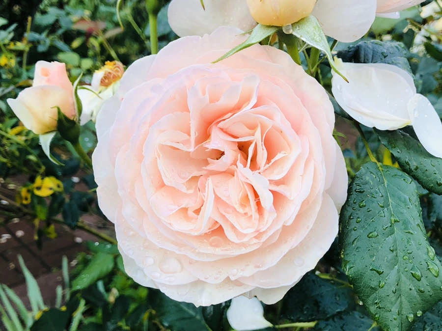 IMG_8016.jpg?type=w966