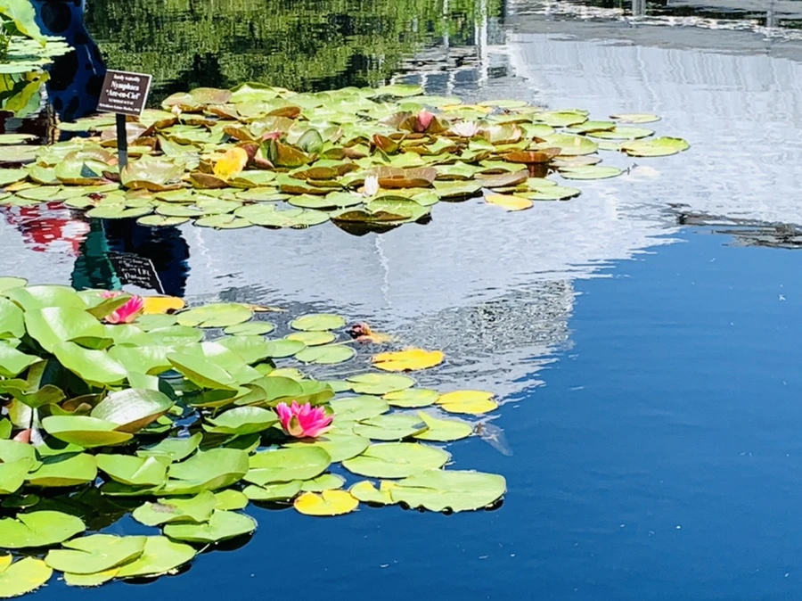 IMG_6665.jpg?type=w966