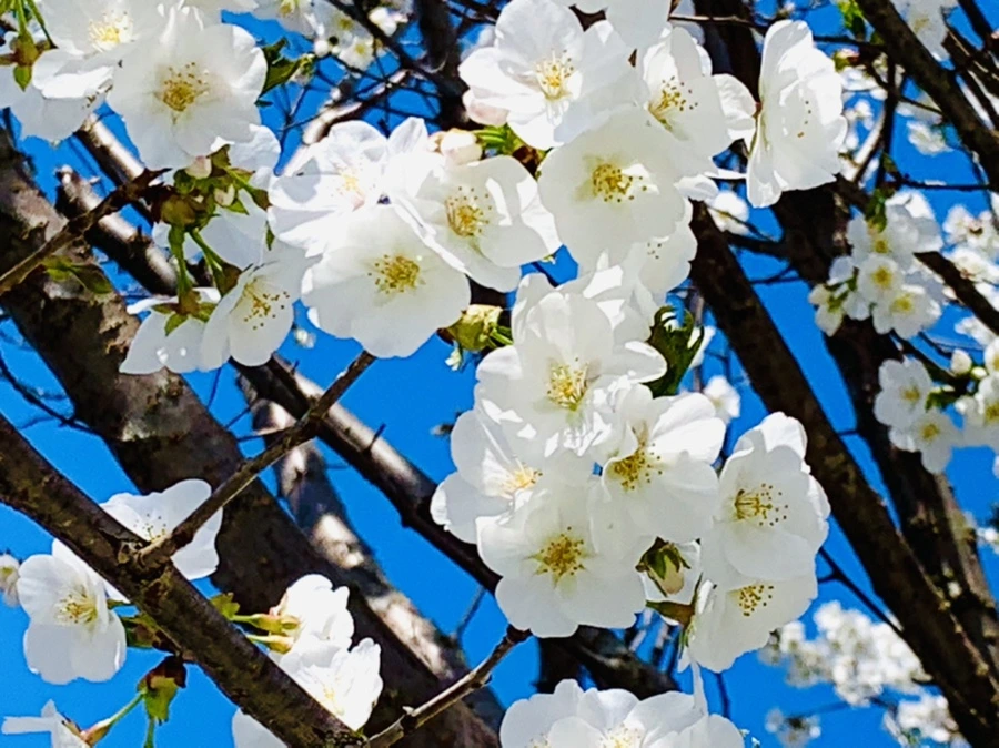 IMG_8399.jpg?type=w966