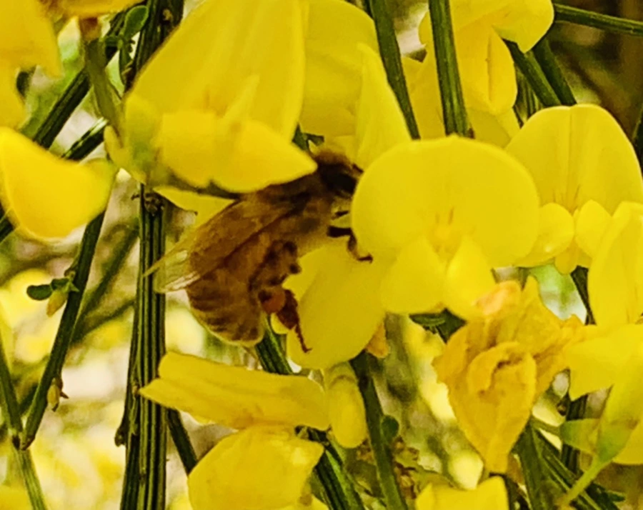 IMG_1132.jpg?type=w966