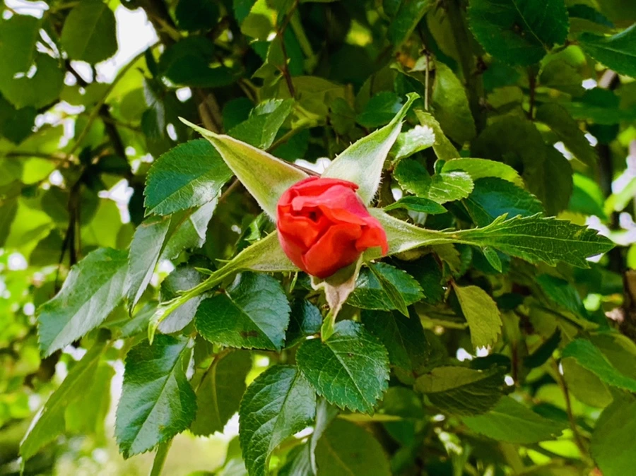 IMG_1216.jpg?type=w966