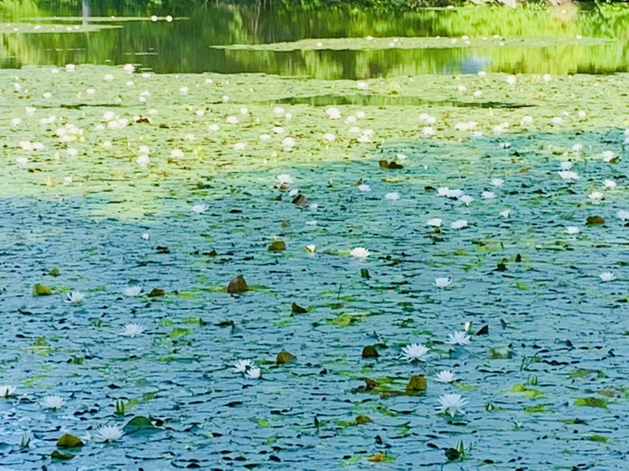 IMG_1212.jpg?type=w966