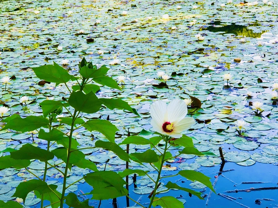 IMG_4957.jpg?type=w966