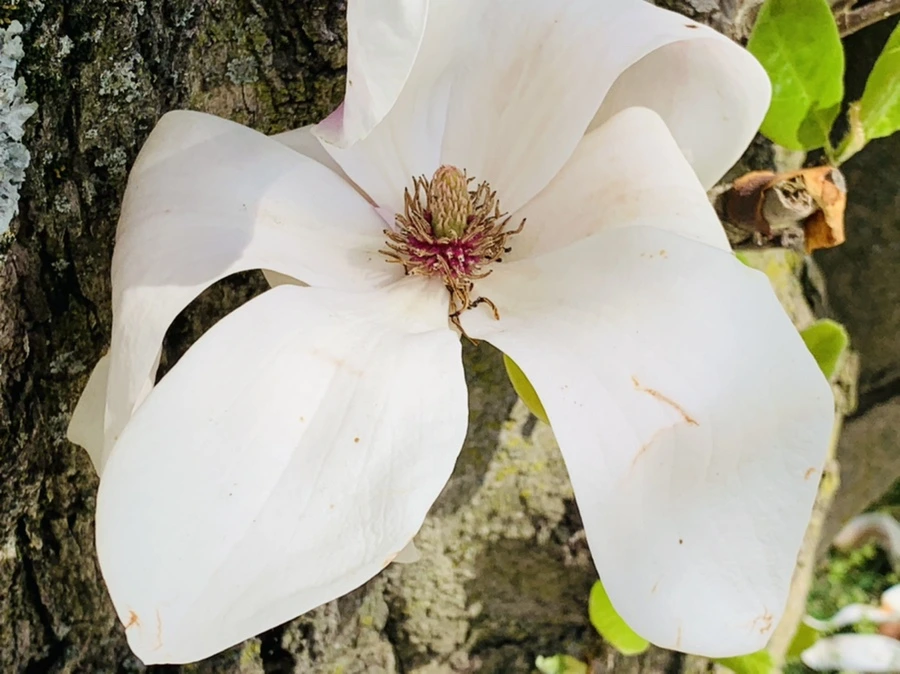 IMG_3877.jpg?type=w966