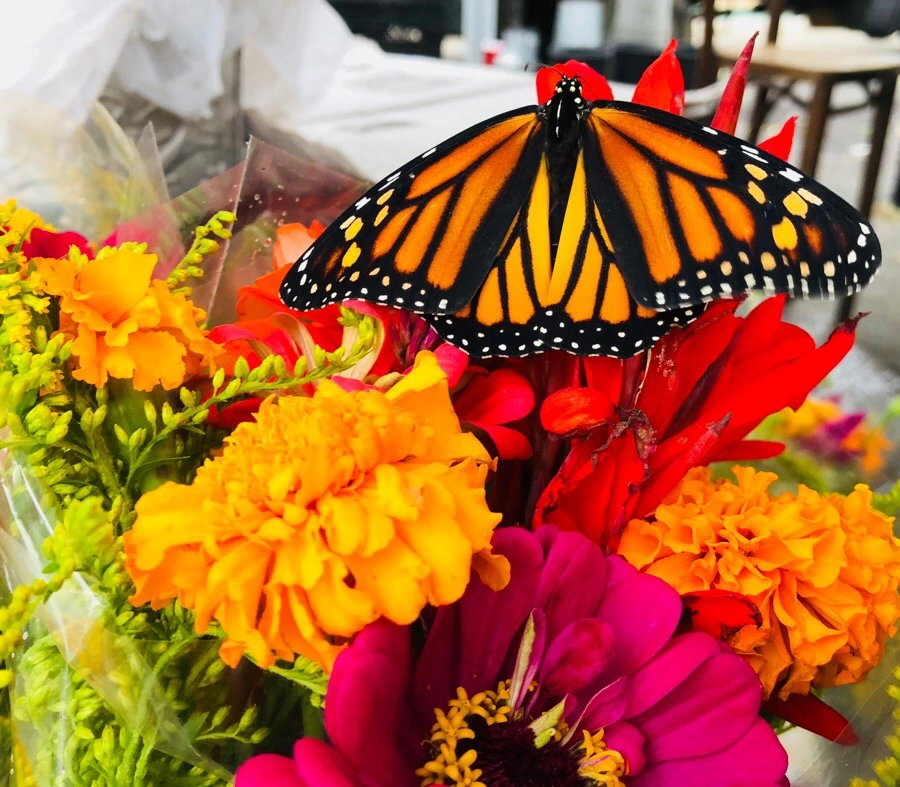 IMG_4423.jpg?type=w966