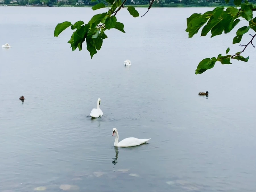 IMG_6977.jpg?type=w966