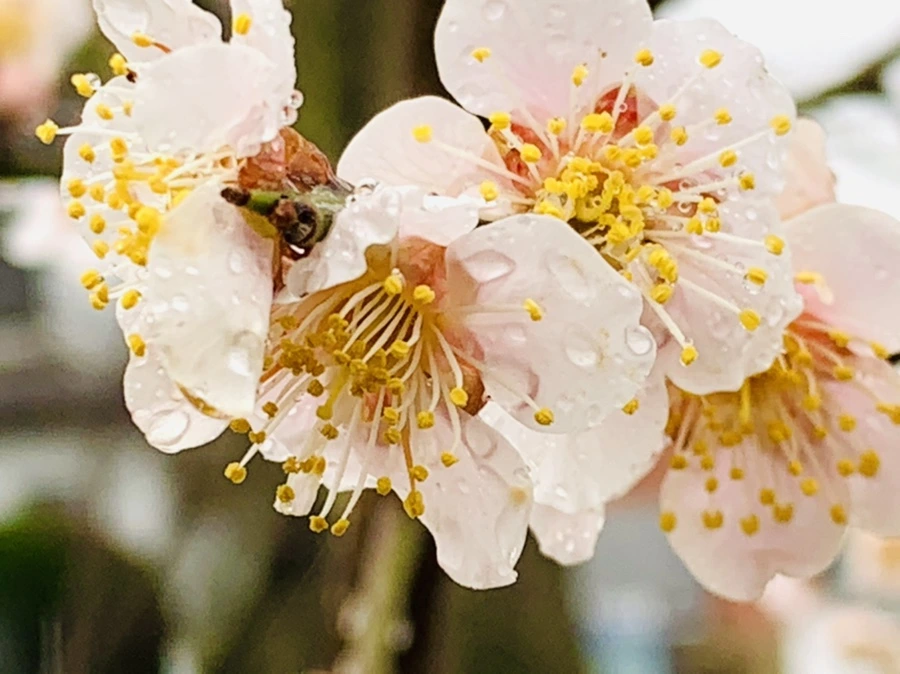 IMG_1877.jpg?type=w966