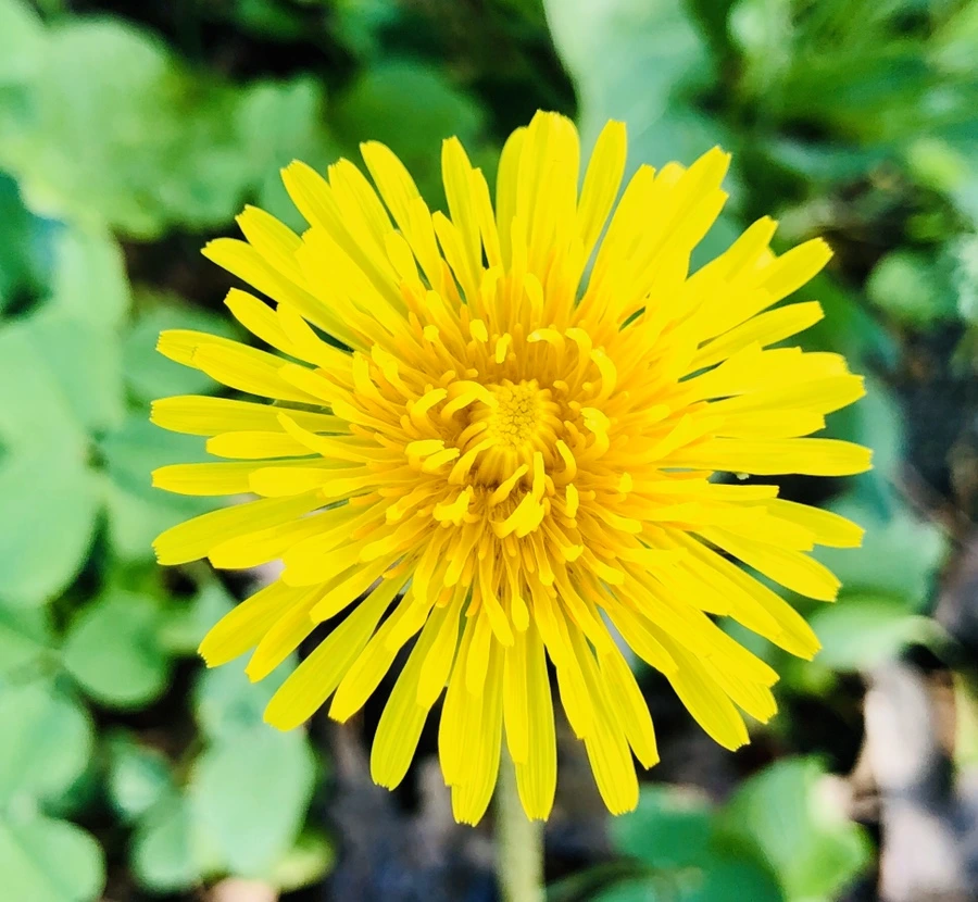 IMG_8321.jpg?type=w966