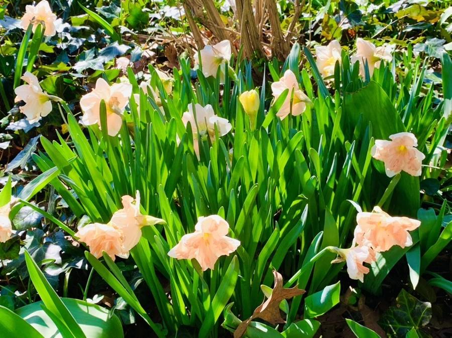 IMG_5806.jpg?type=w966