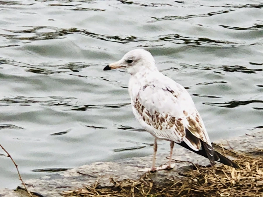 IMG_8123.jpg?type=w966