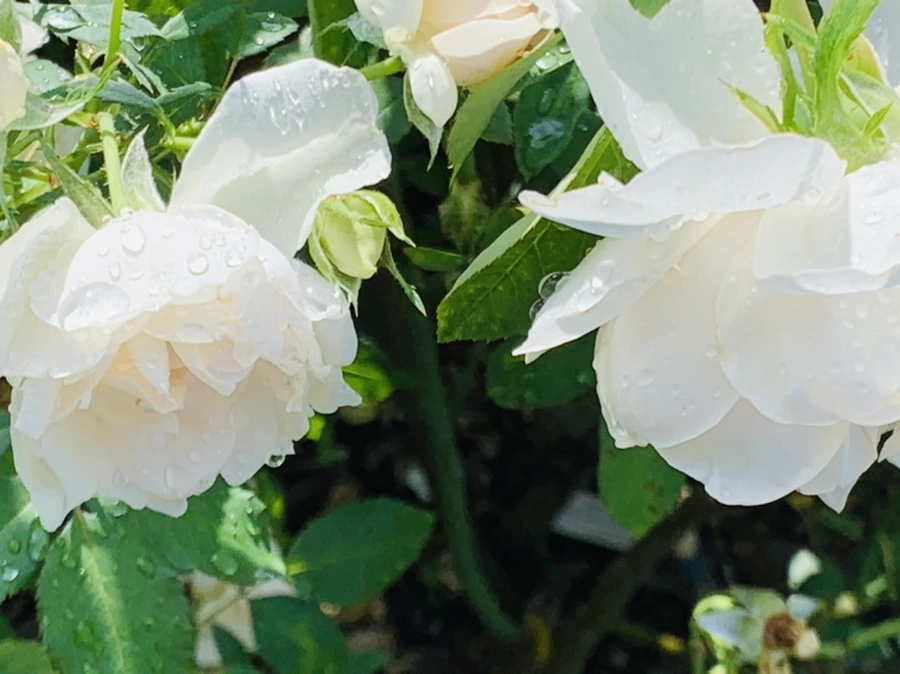 IMG_8428.jpg?type=w966