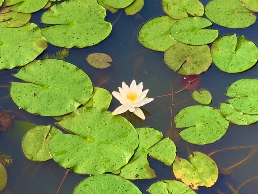 IMG_0787.jpg?type=w966