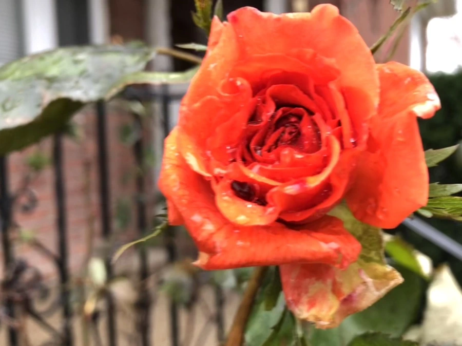 IMG_8094.jpg?type=w966