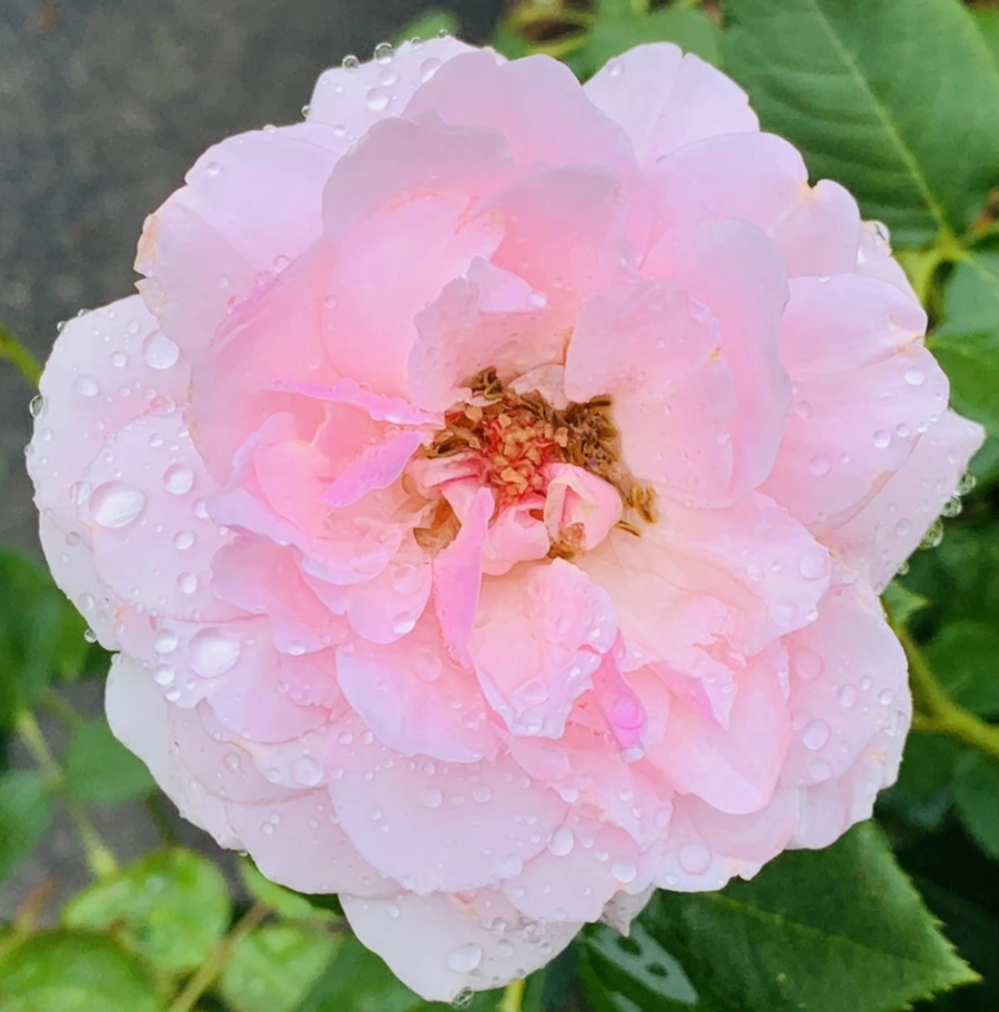 IMG_9564.jpg?type=w966