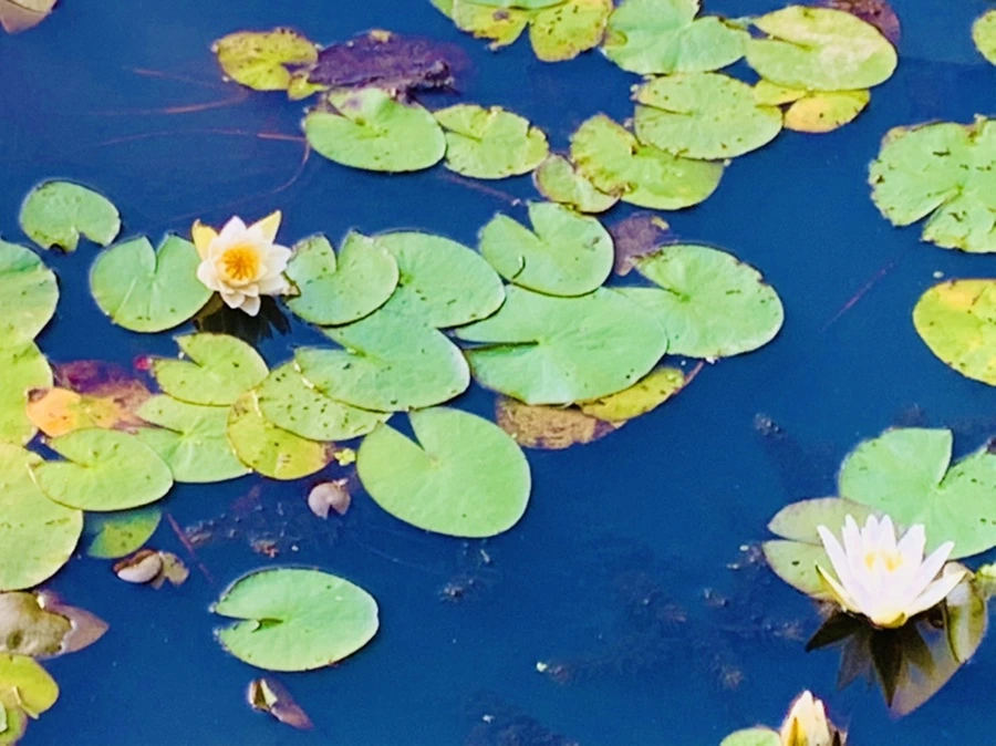 IMG_4301.jpg?type=w966