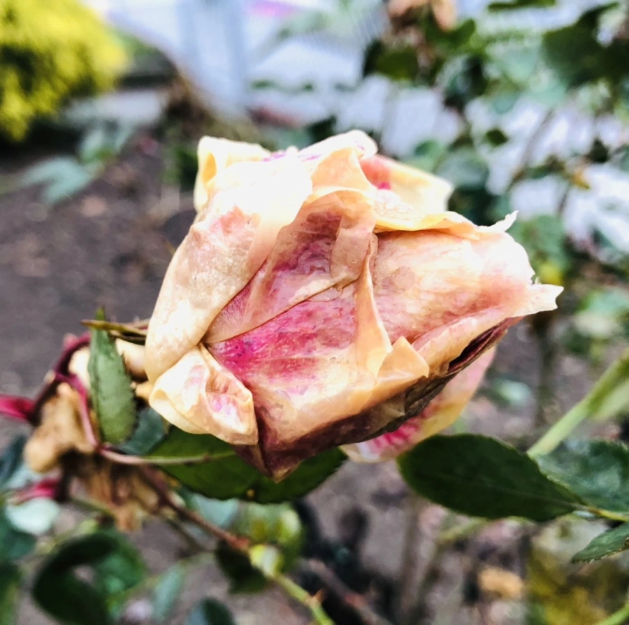 IMG_8082.jpg?type=w966