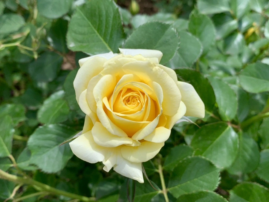 IMG_8538.jpg?type=w966