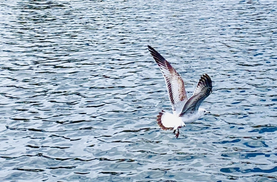 IMG_7727.jpg?type=w966