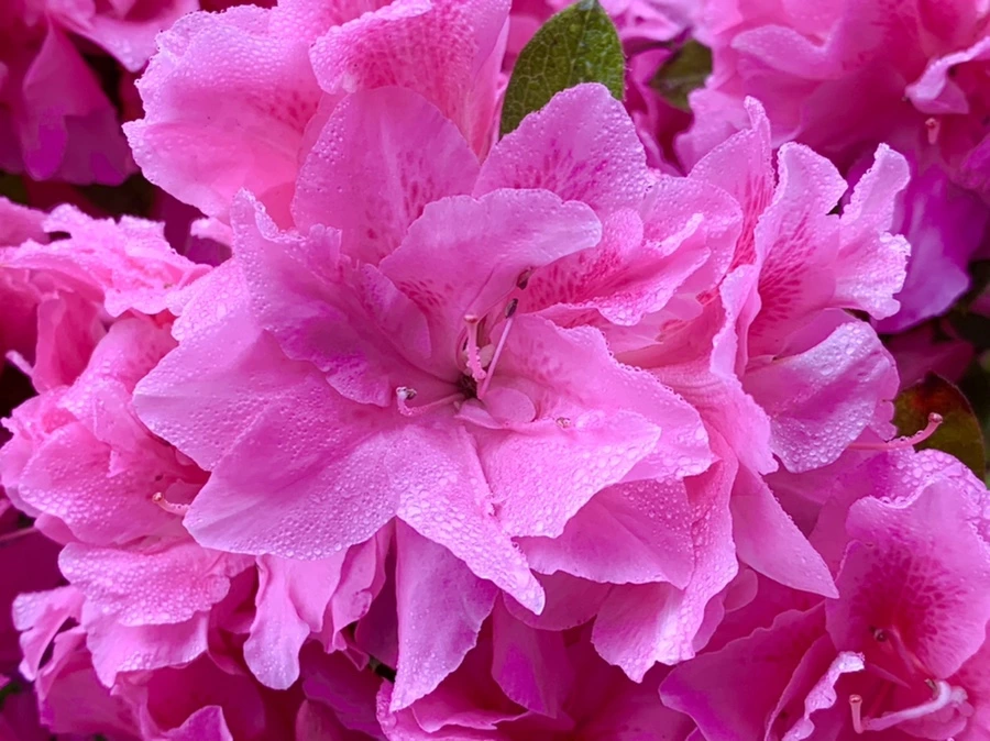 IMG_9680.jpg?type=w966