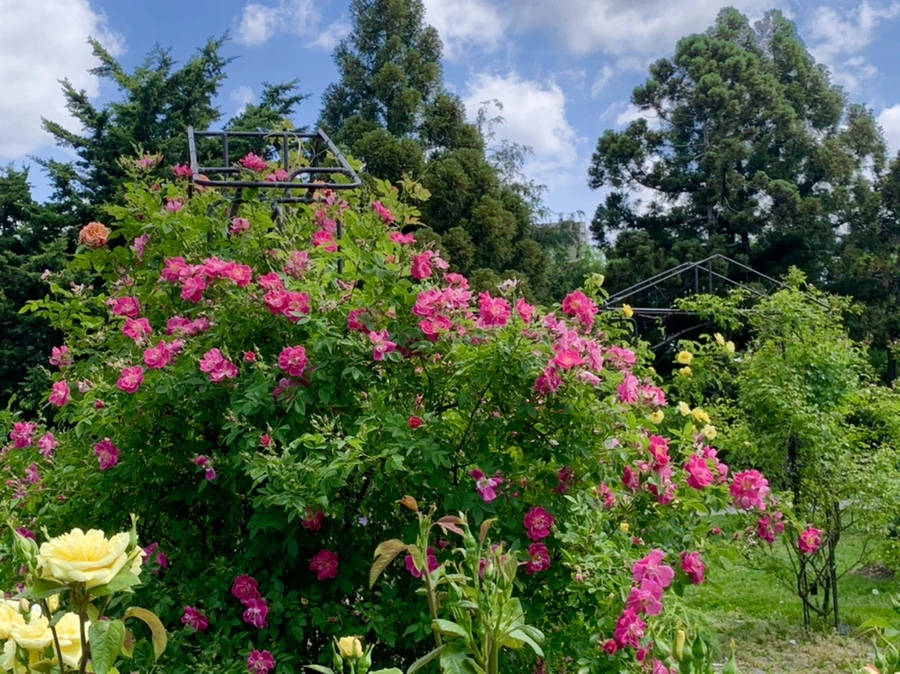 IMG_5814.jpg?type=w966