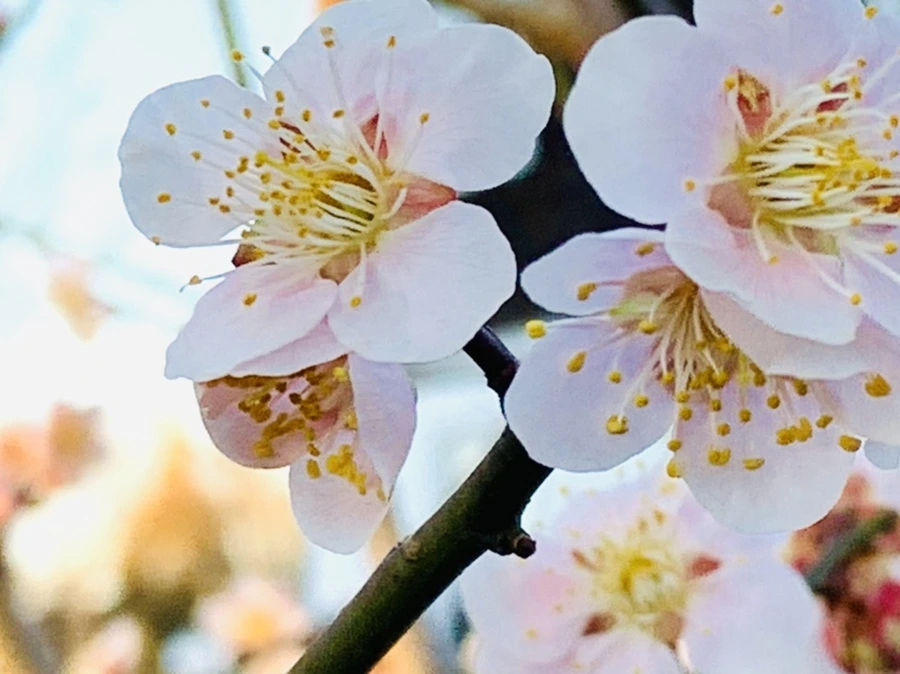 IMG_0903.jpg?type=w966