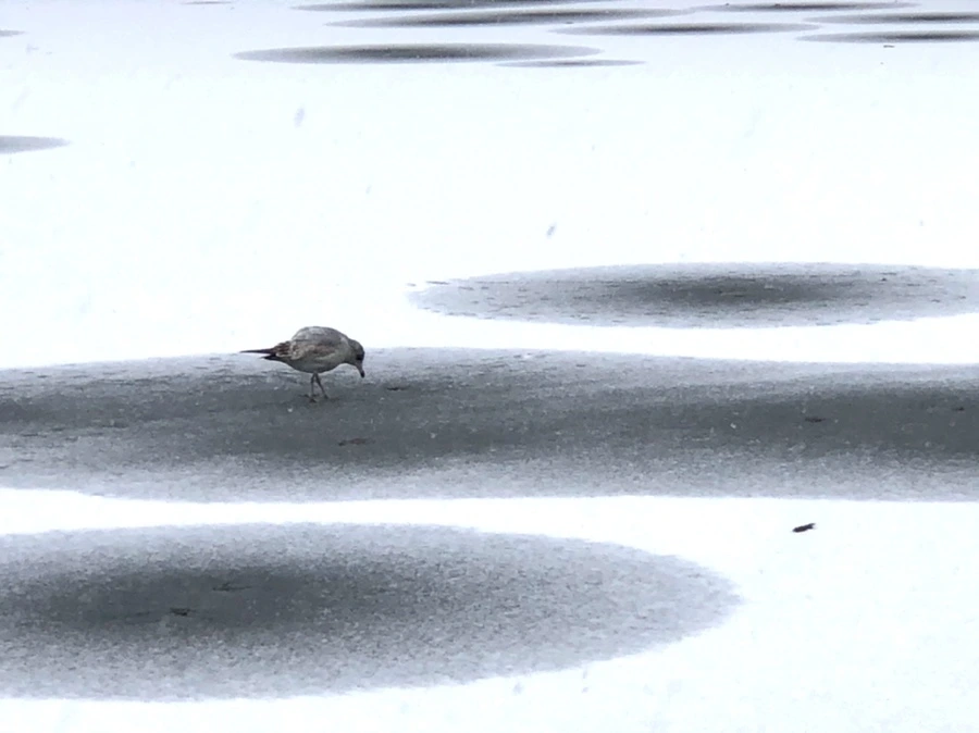 IMG_5989.jpg?type=w966