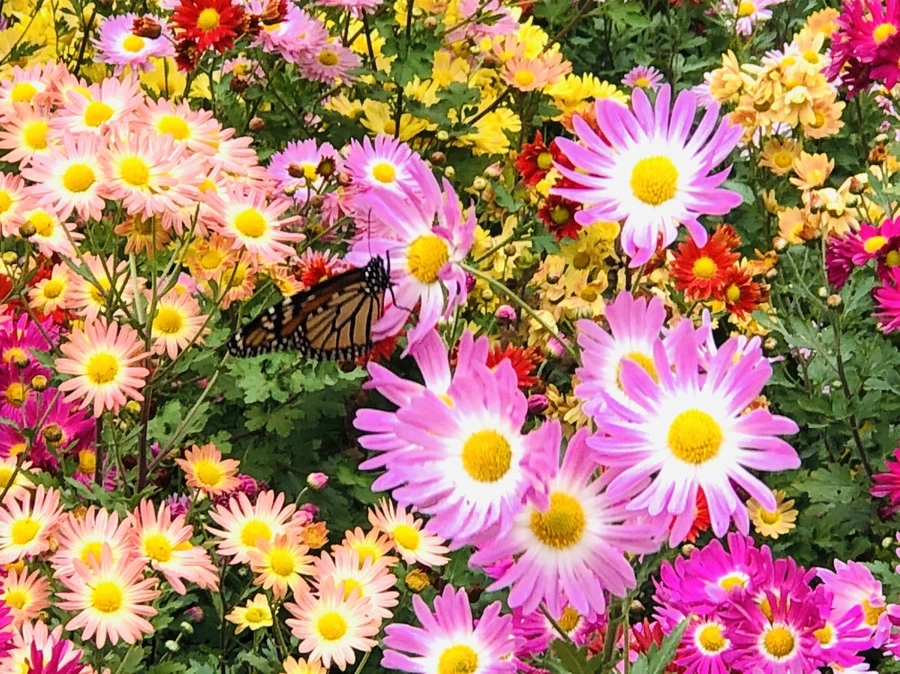 IMG_2485.jpg?type=w966