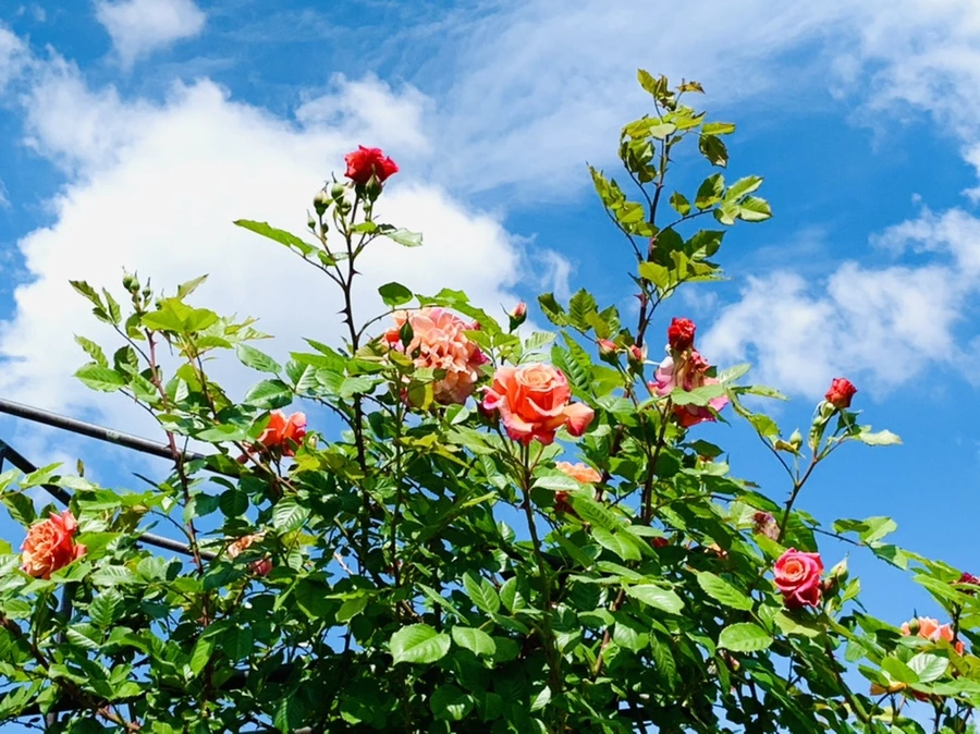 IMG_5845.jpg?type=w966