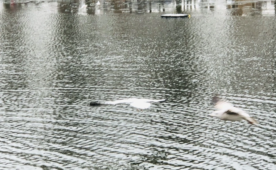 IMG_3267.jpg?type=w966