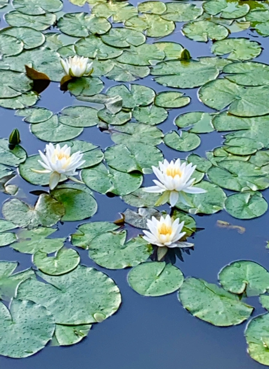 IMG_0793.jpg?type=w966