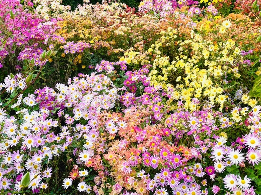 IMG_1241.jpg?type=w966