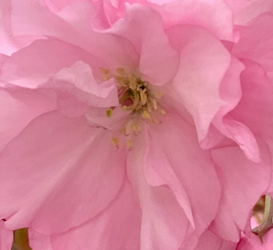 IMG_5497.jpg?type=w966