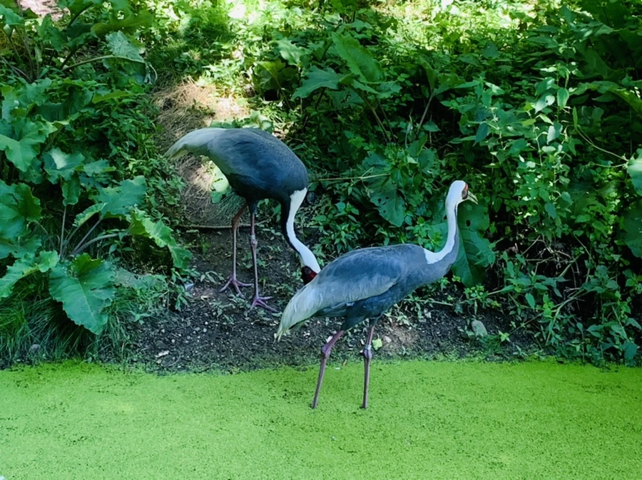 IMG_4273.jpg?type=w966