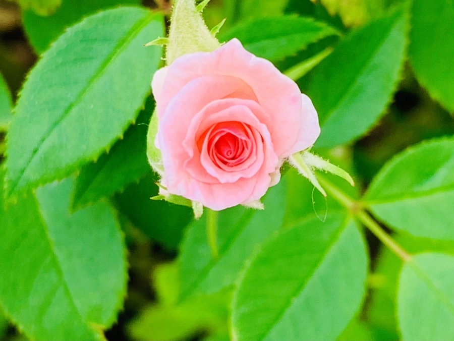 IMG_2686.jpg?type=w966