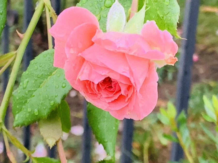 IMG_3622.jpg?type=w966