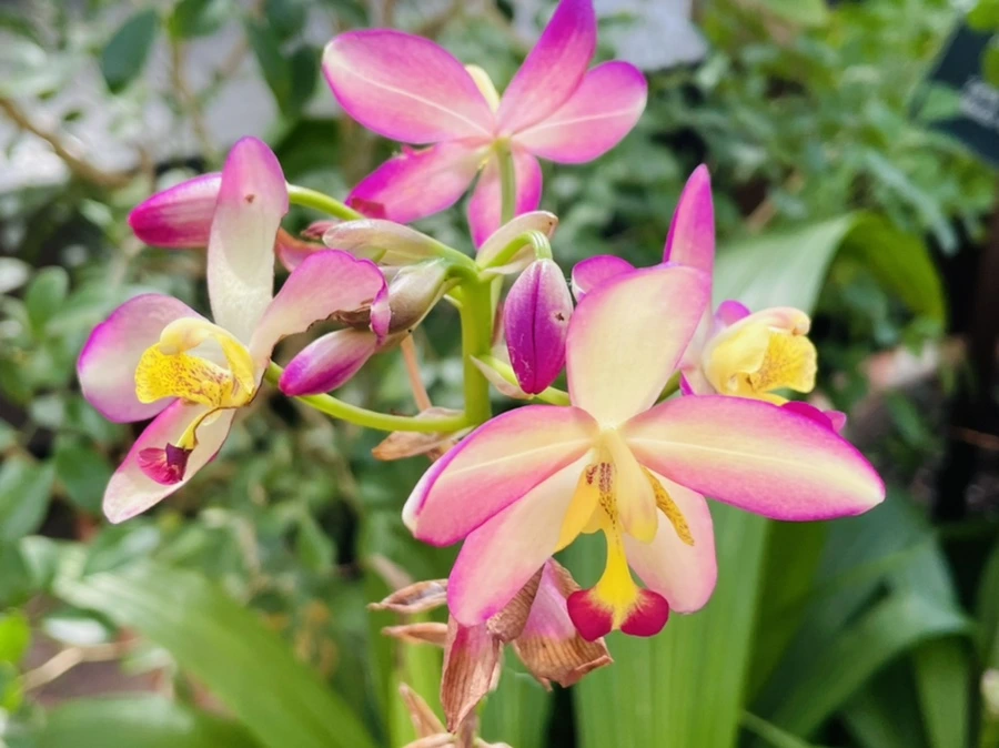 IMG_5192.jpg?type=w966